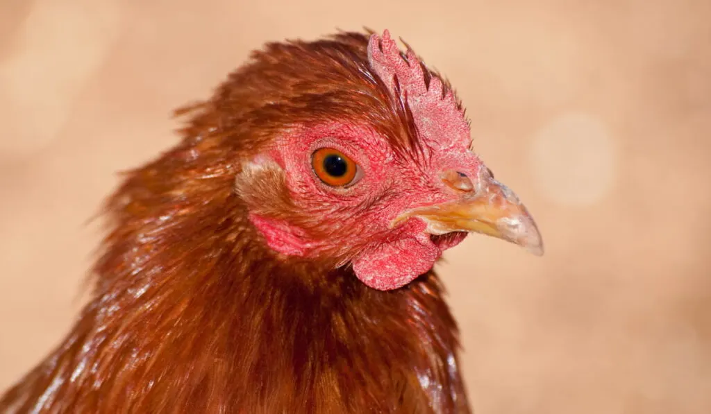 Closeup image of a beautiful red Cochin bantam hen