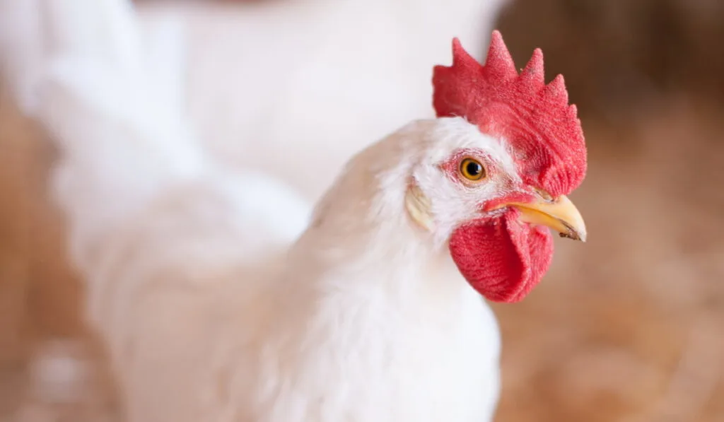 white chicken breeds