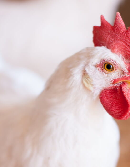 Closeup-of-a-white-chickens-head