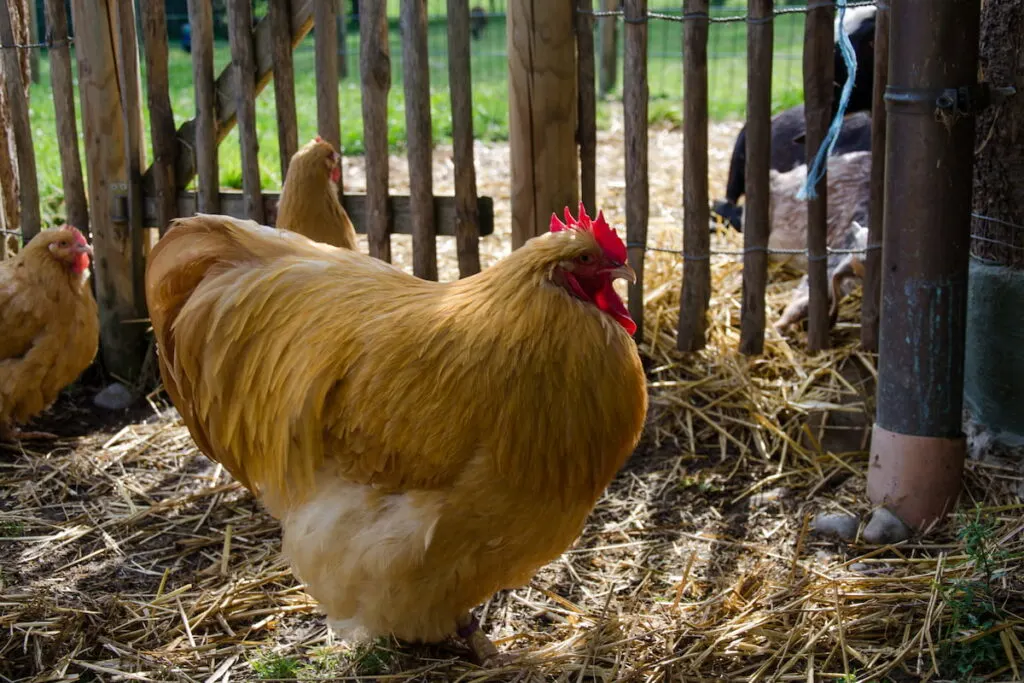 Cochin (Huhn) Bantam