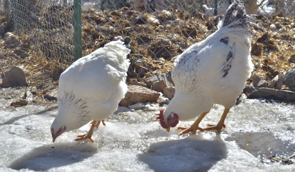 Two delaware chickens pecking the snow in the farmyard 