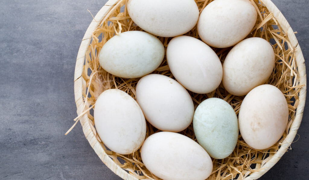 Duck eggs on a cage on gray background