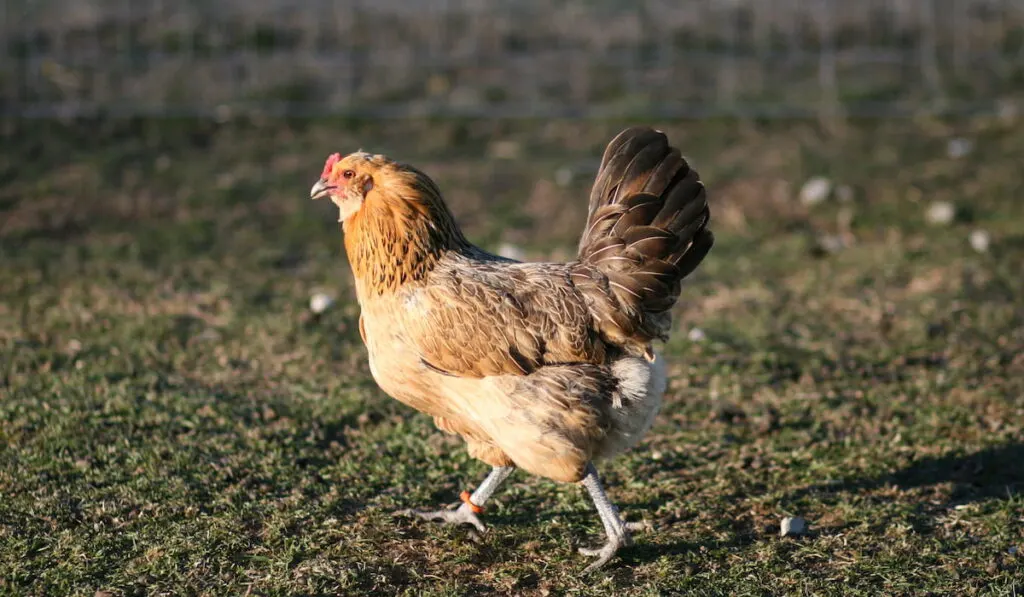 Easter Egger Chicken roaming around the backyard