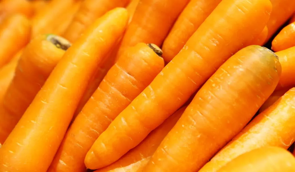 Fresh carrots