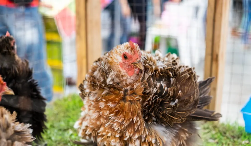  Frizzle chicken in the farm 