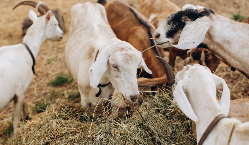 Goats on an eco farm eat dried grass.