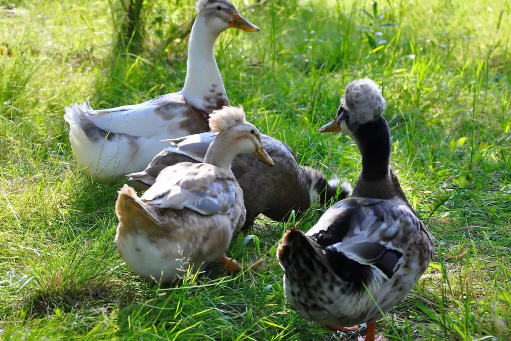 Group of crested duck in the yard