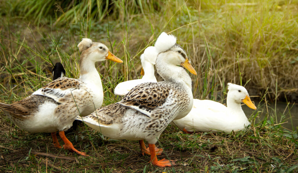 Group of crested ducks resting near the pond
