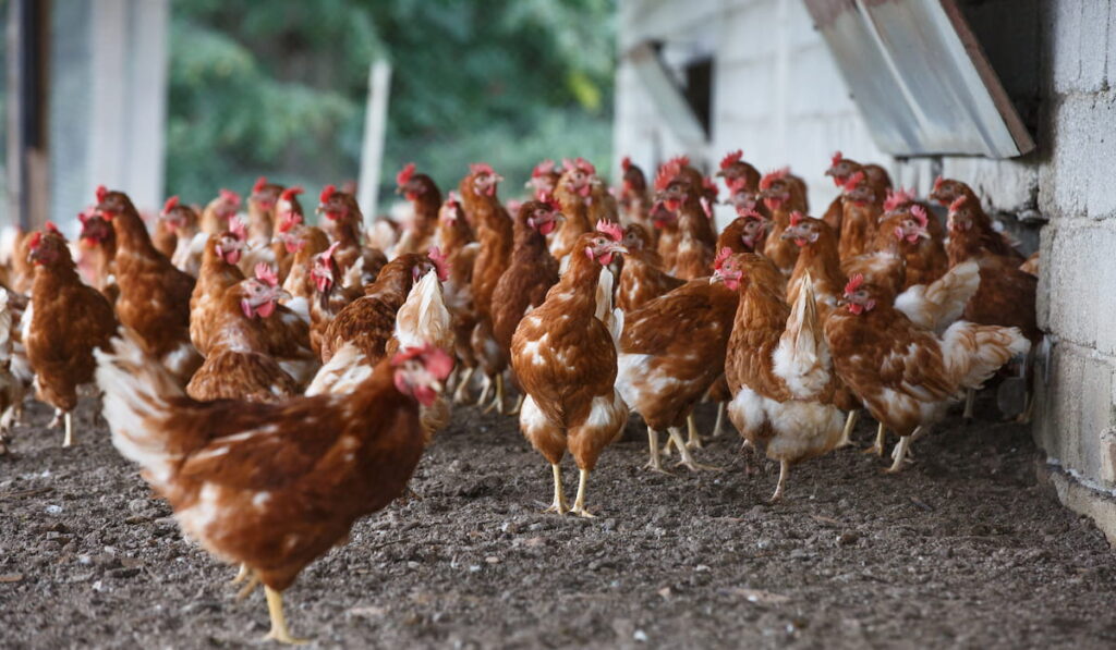Group of free-range chicken freely grazing outside