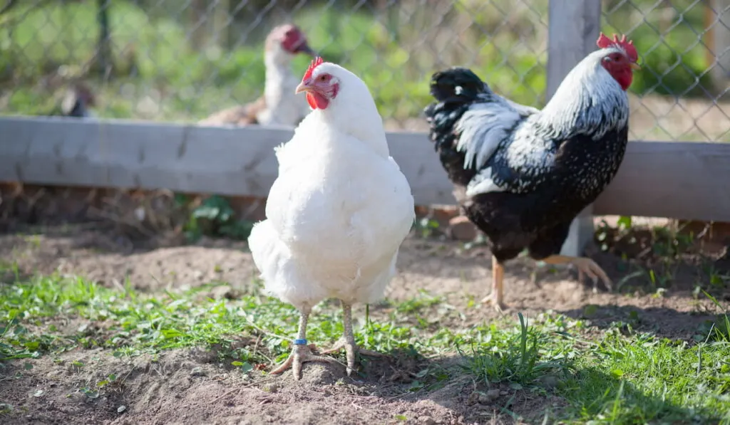 Hen and cock of Plymouth Rock chicken on traditional rural barnyard