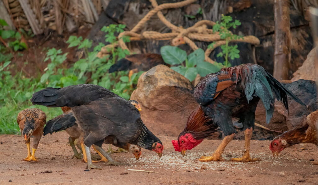 Hens and Cocks eating raw rice seeds