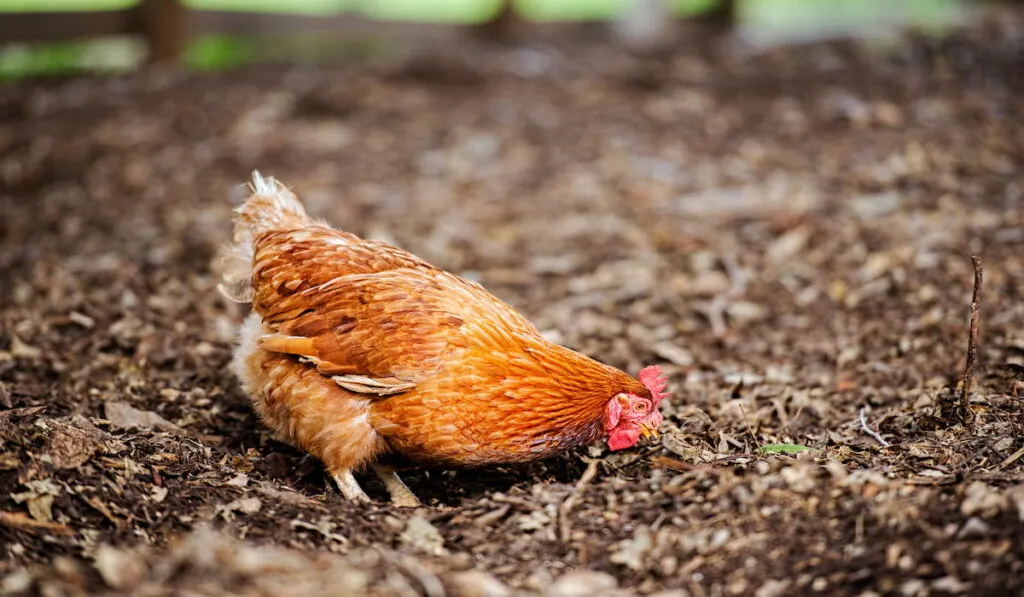 ISA Brown Chicken out in nature during the day