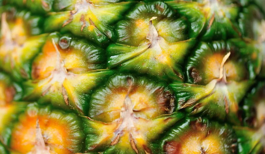 close up of pineapple skin