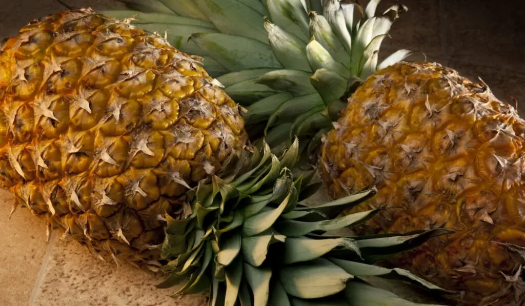 freshly harvested pineapples