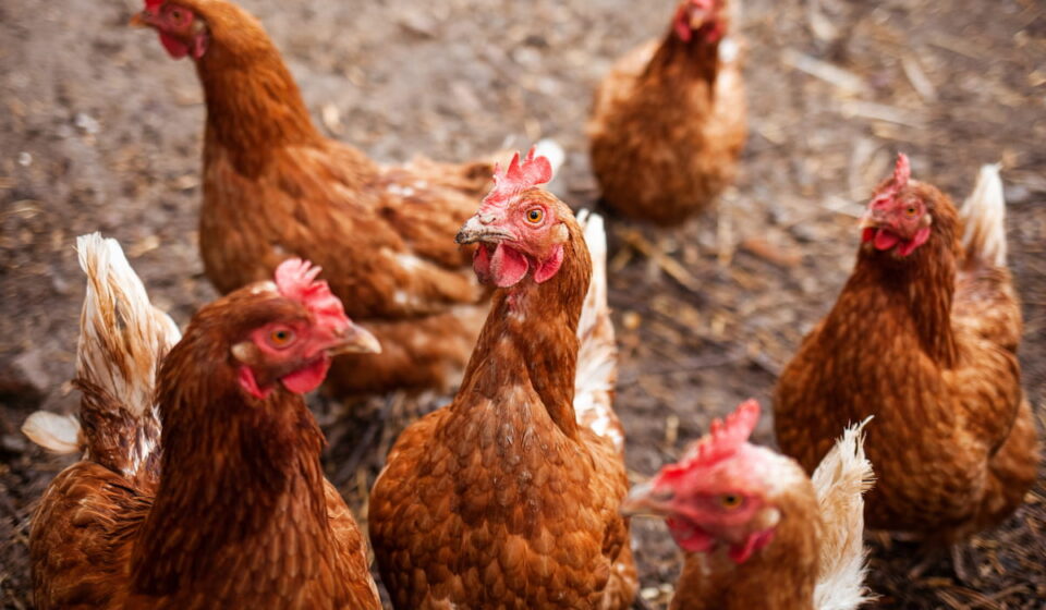 Can Chickens Eat Carrots The Hip Chick