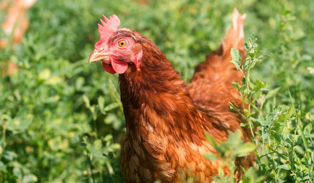 Red sex link pasture raised chickens feeding in a field 