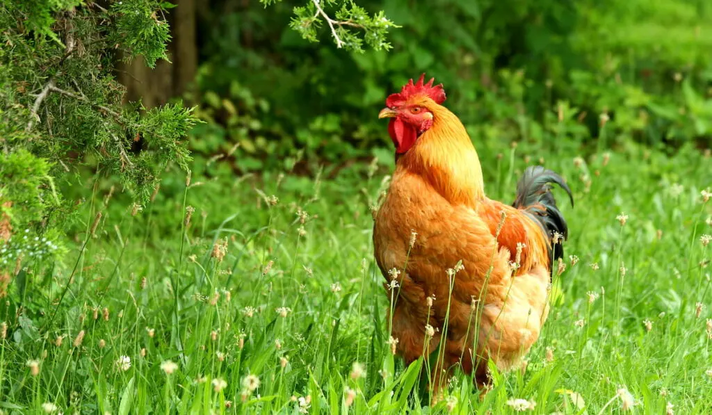 Rhode island red rooster