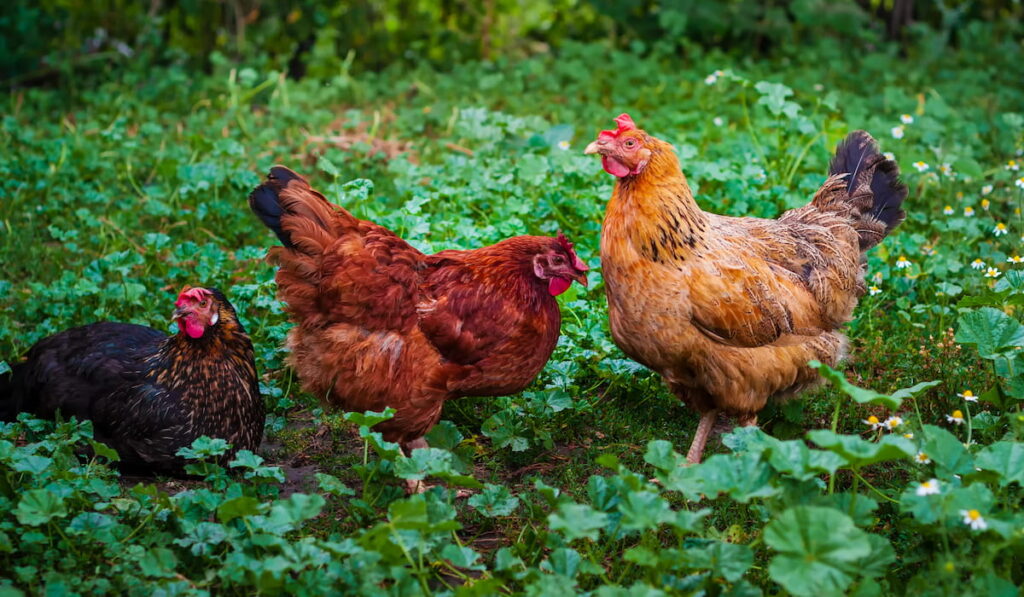 Several red hens are looking for worms in the green garden of a rural farm