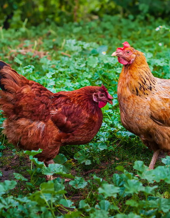 Several-red-hens-are-looking-for-worms-in-the-green-garden-of-a-rural-farm