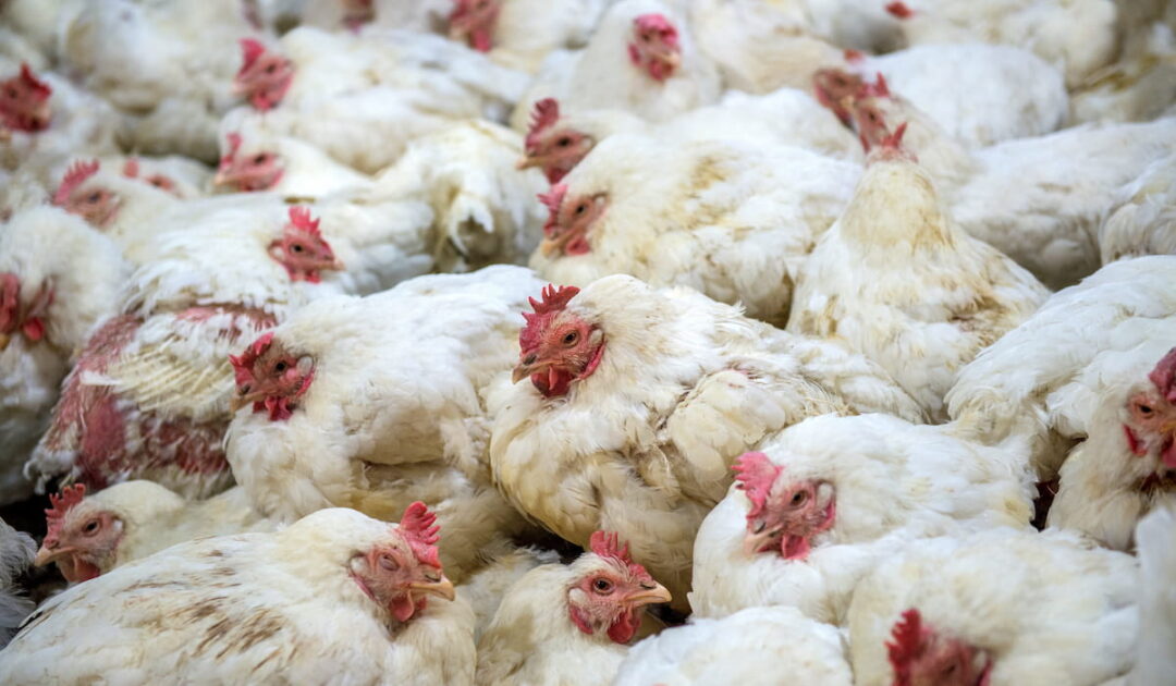 How Do Chickens Get Salmonella The Hip Chick