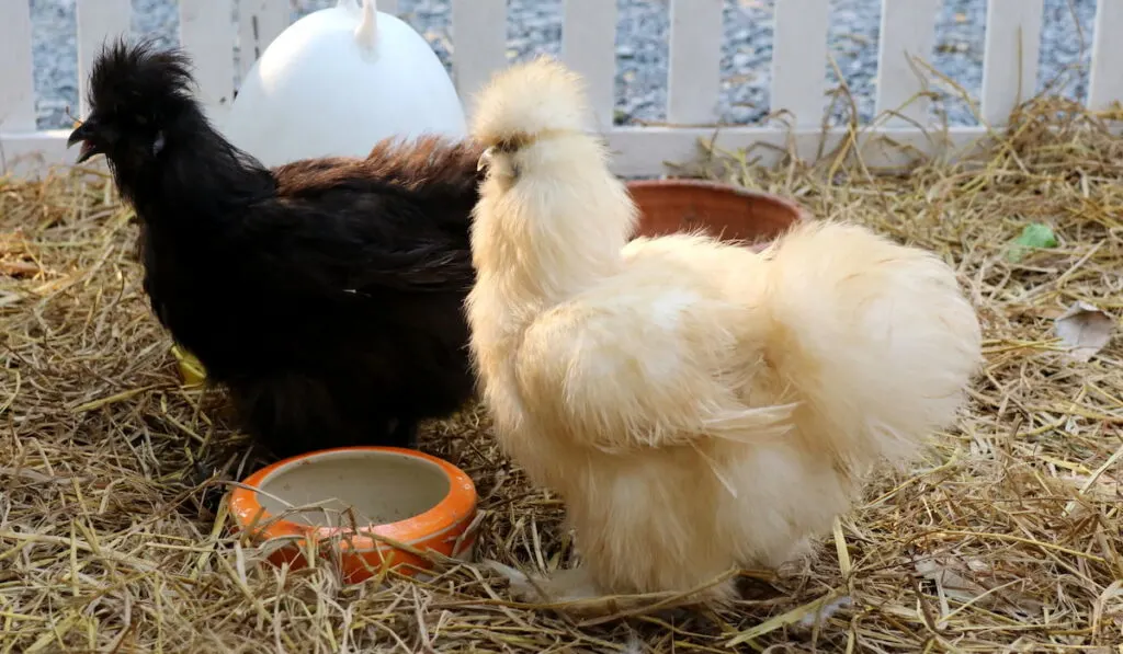 Silkie chicken white and black hen eating food in the farm
