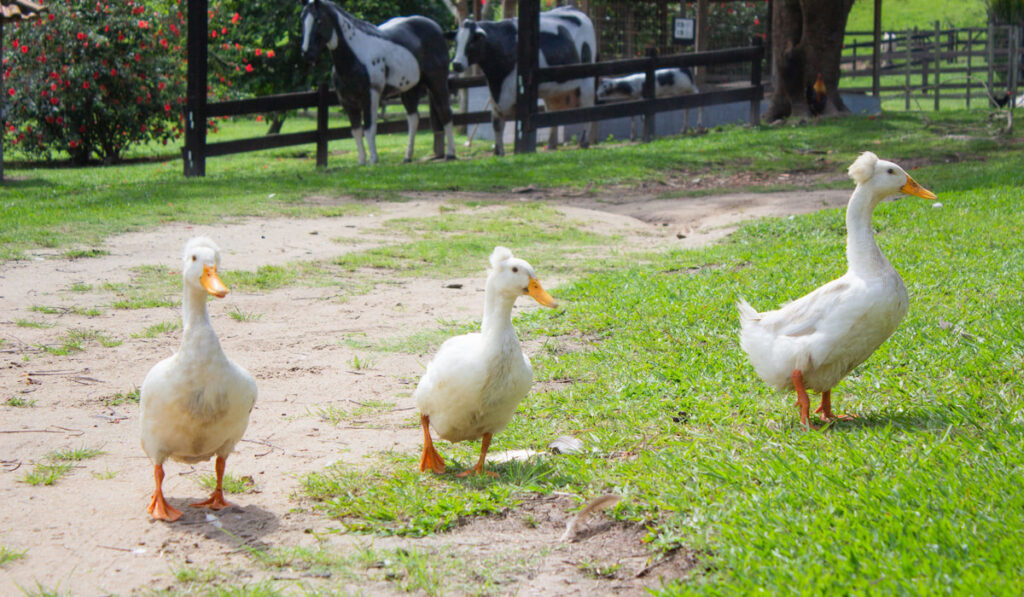 Three crested duck walking together at the farm, with other animals on the background