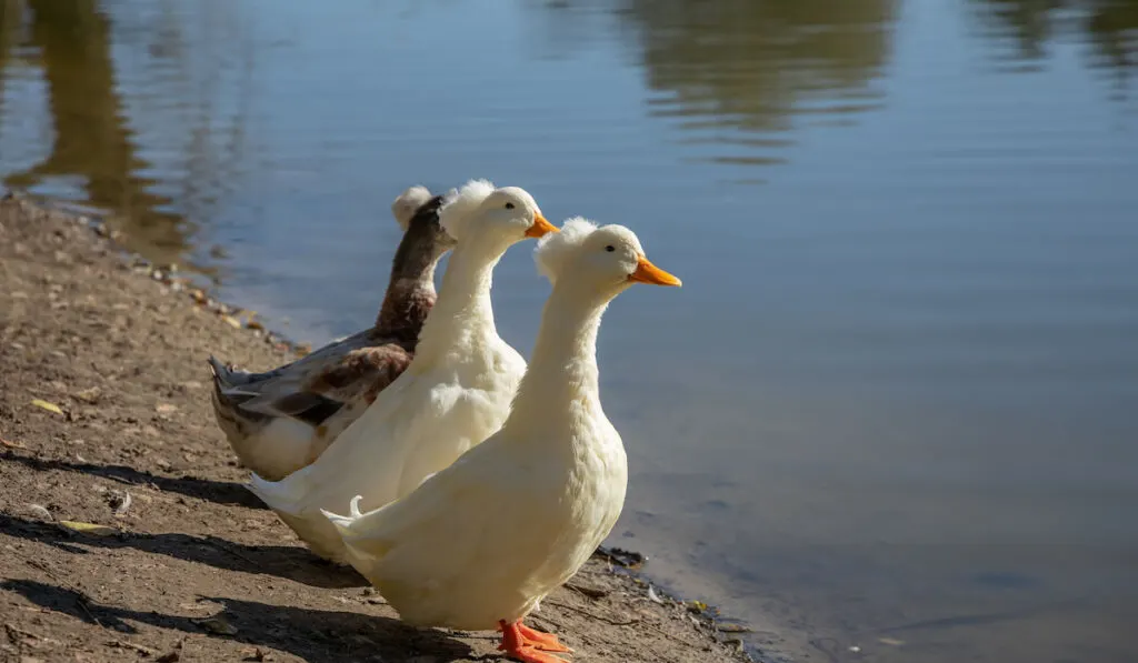 Three crested ducks stand side by side on shore near pond