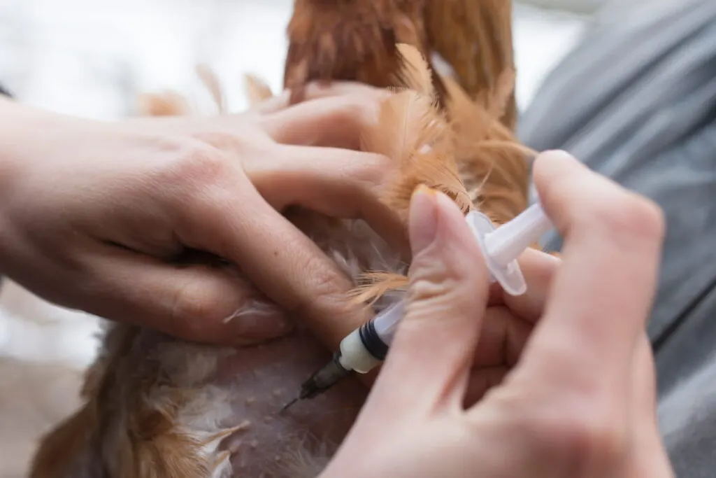 Vet vaccinating chicken