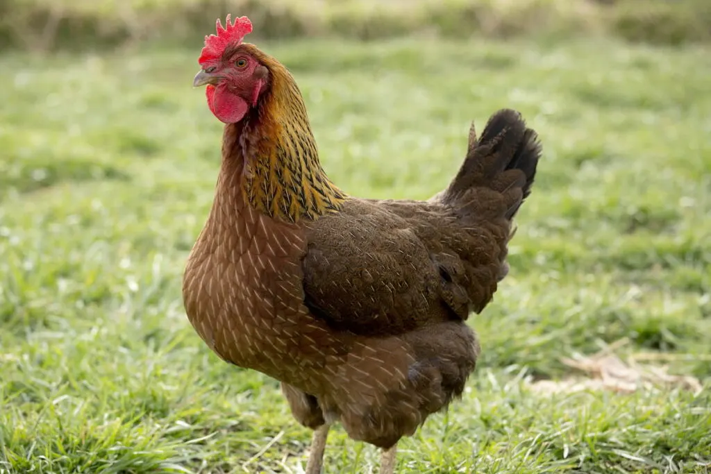 Welsummer hen chicken on green grass field