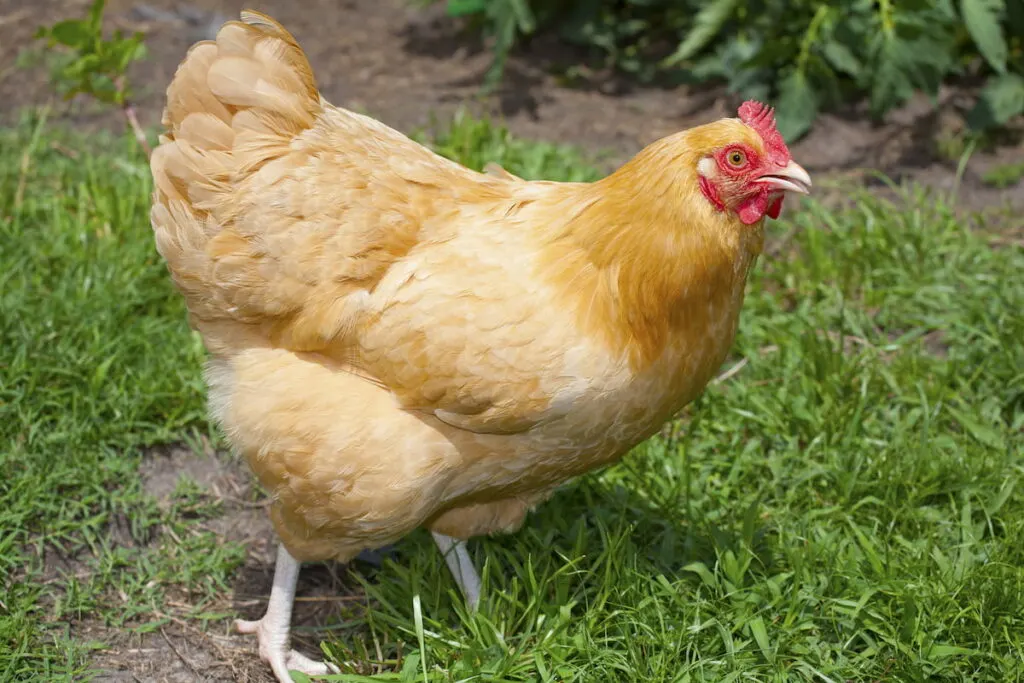 yellow chickens breeds