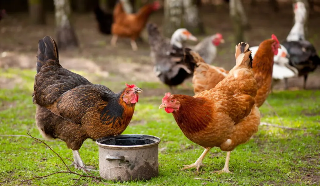 Young Rhode Island Red hens drinking water from pot on ground