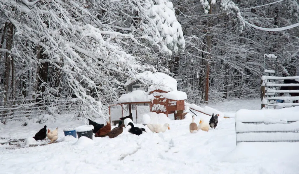 a snow laden coop in the winter 