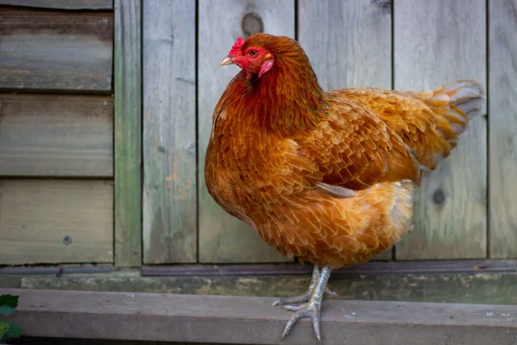 ameraucana chicken