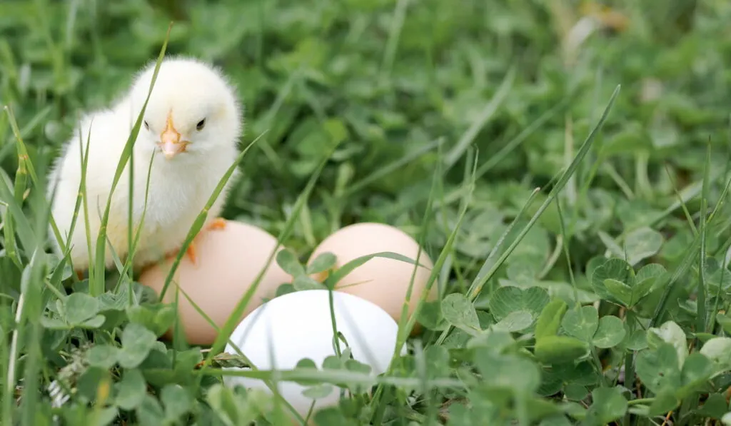 baby chick and three chicken farmer eggs in the green grass