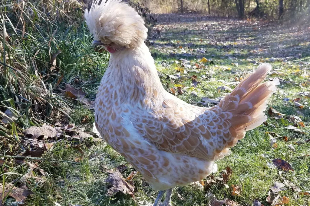 buff laced polish hen