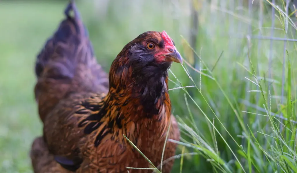 cage free Easter egger chicken standing in a suburban backyard