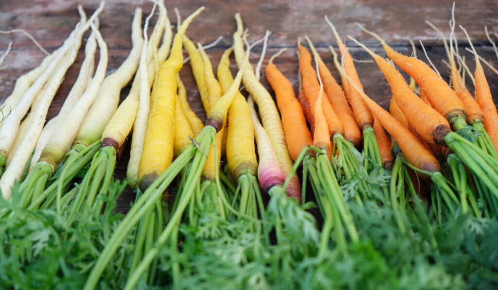 different colors of carrots on the table 