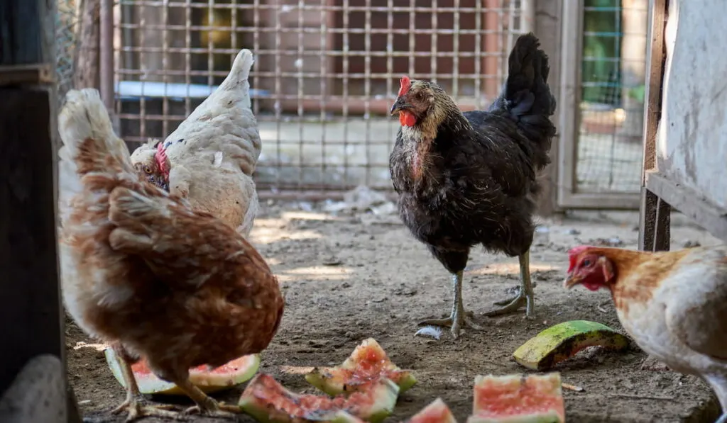 chicken and watermelon