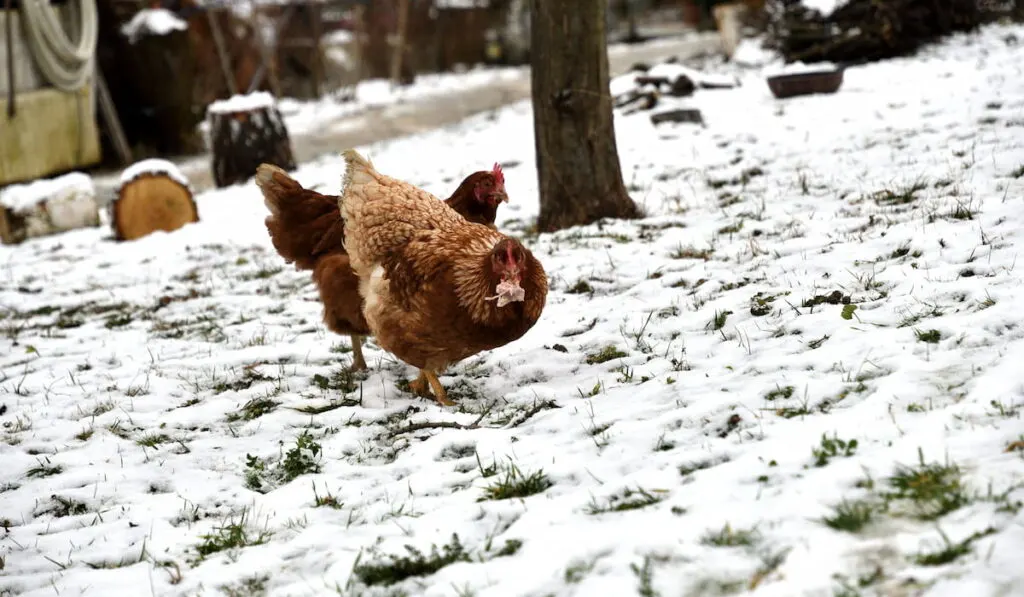 chicken walking and eating on the snow