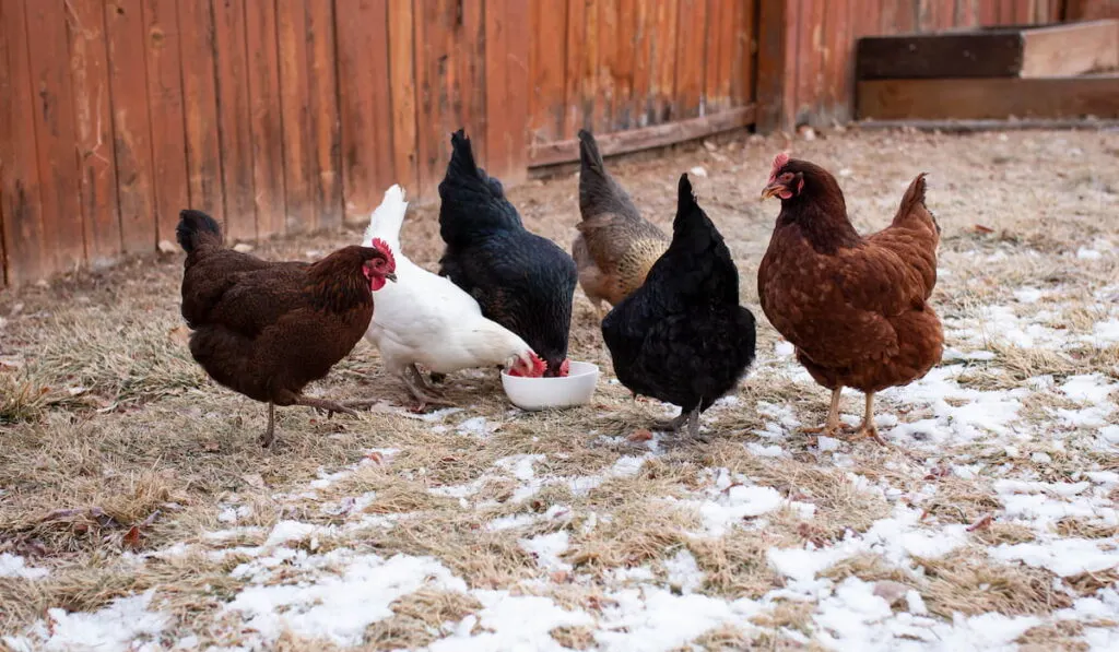 chickens eating in the snow