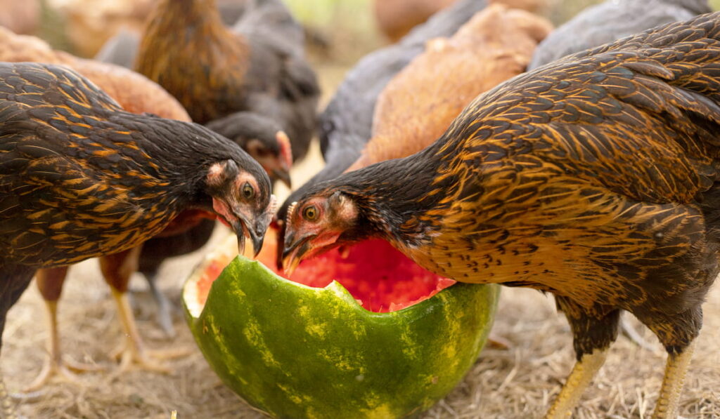 chickens eating red and green watermelon