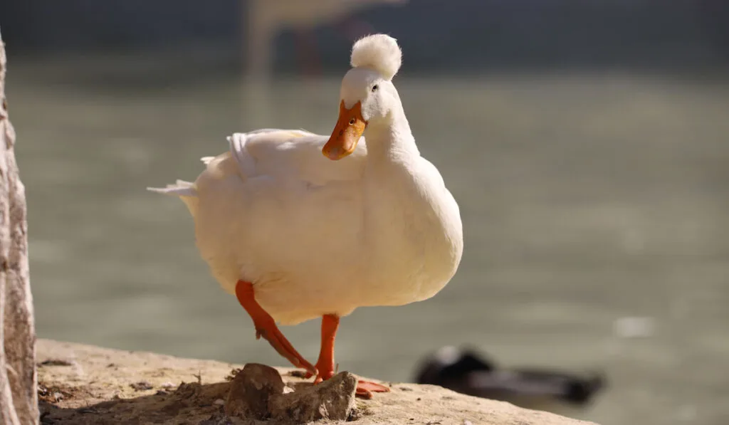 closeup of a crested duck walking near pond