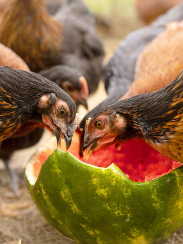 Can Chickens Eat Watermelon? The Hip Chick