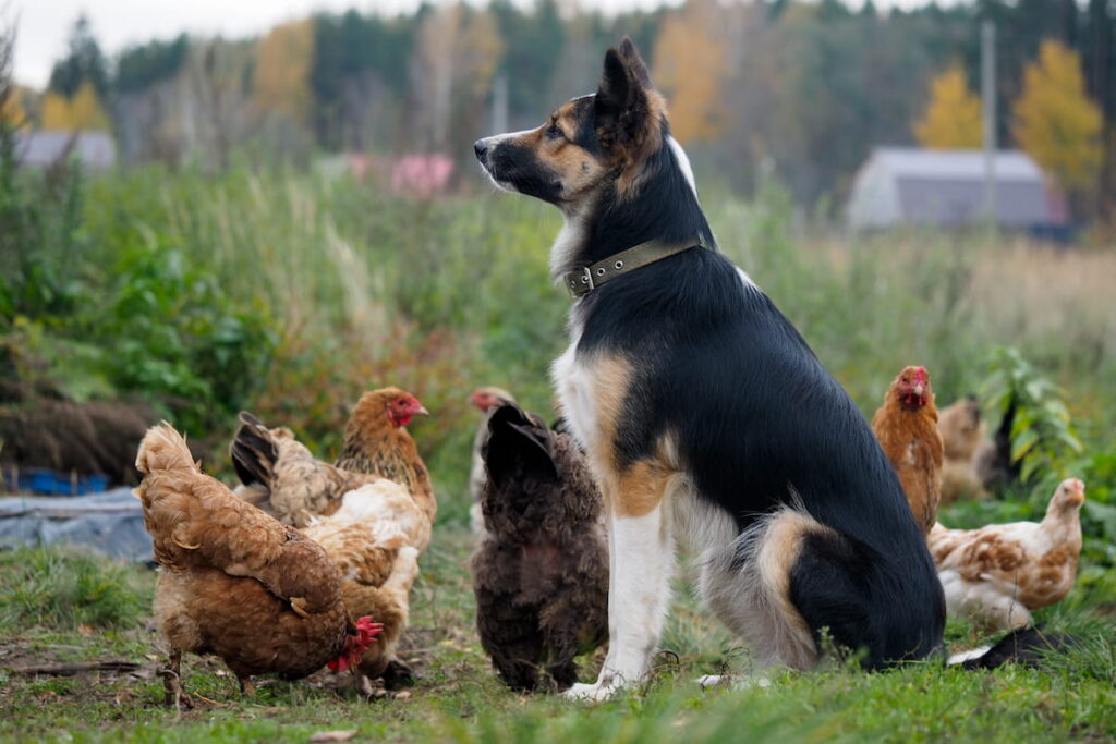 dog guards chickens
