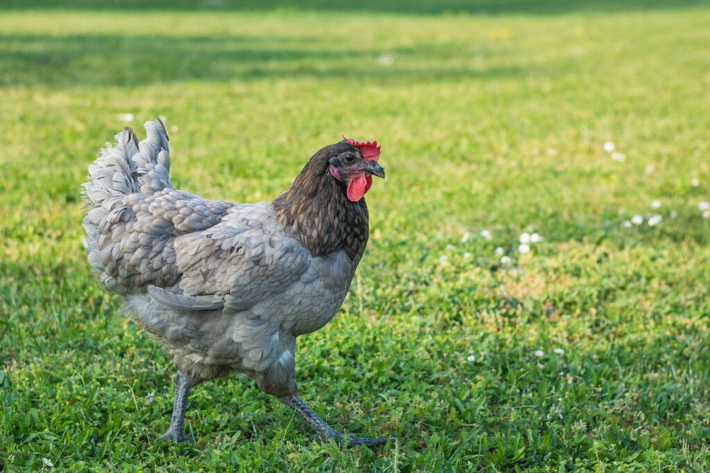 free-range gray laying hen