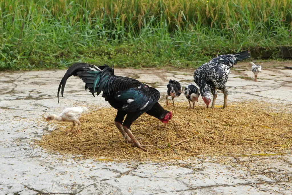 hen and her chicks are eating rice 