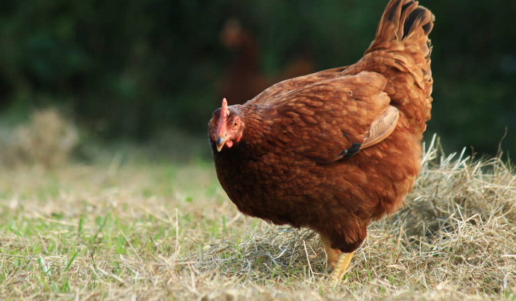 A Rhode Island Red chicken standing on dried grass