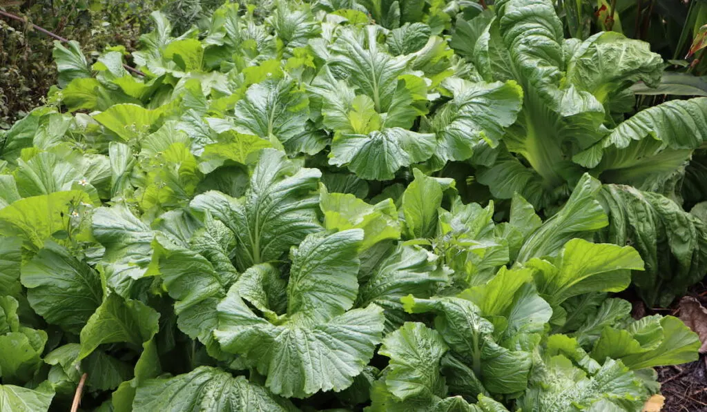 mustard green ready for harvest