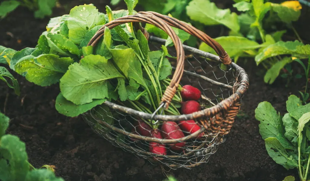 new harvest radish top in a basket at the garden