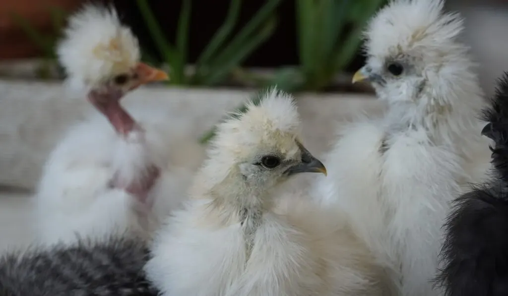 showgirl chicks in white